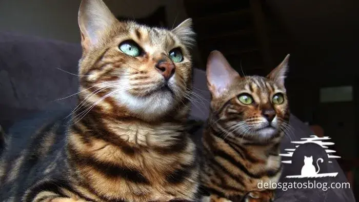 los gatos bengalí igualiticos a un tigre de bengala de verdad