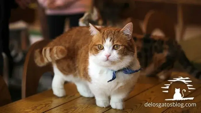 munchkin gato con pelaje de longitud media y media volumen