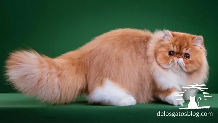 napoleón gato de patas cortas