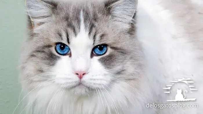 ojos azules así se llama este gato