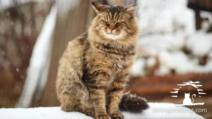 siberiano raza de gato tranquilo nivel de actividad medio
