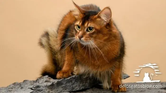 somalí gato con pelo medio y cola esponjosa