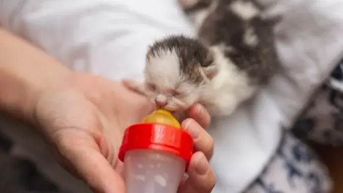 suministrando leche maternizada casera a un gatito recién nacido
