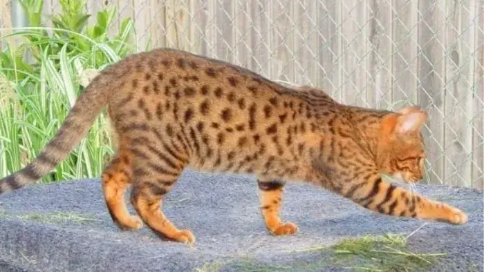un gato Cheetoh cazando en un patio trasero