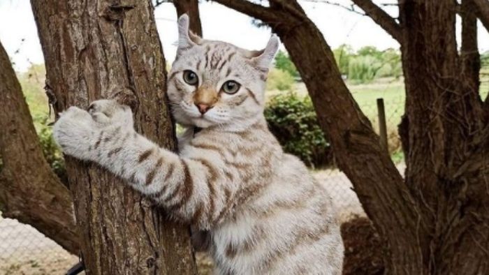 una bella gatita Highlander abrazando un árbol
