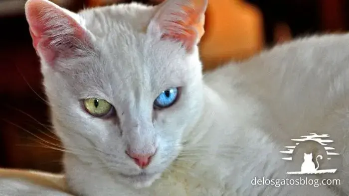 van turco otro gato con azules