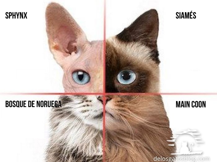 variados marcadores de razas en el ADN de este gato