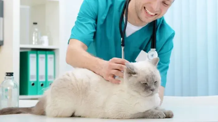 veterinario examinando un gato sobre la mesa de consulta