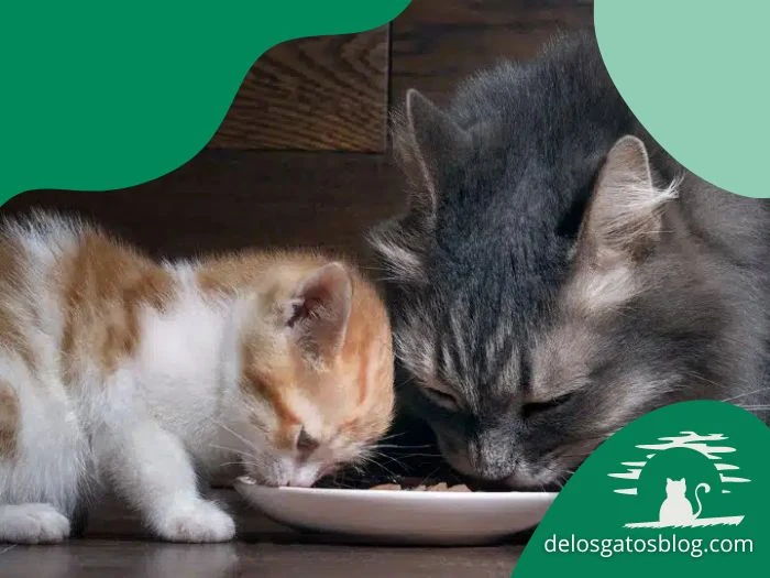 gato adulto y gatito comiendo en el mismo plato